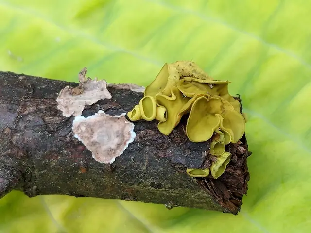 Korzak czarniawy (Ionomidotis fulvotingens)