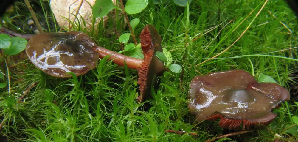 Korzenianka rzodkiewkowata (Phaeocollybia festiva)