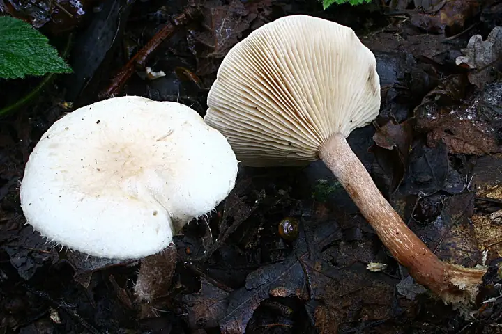 Kosmatek strzępiastobrzegi (Ripartites tricholoma)