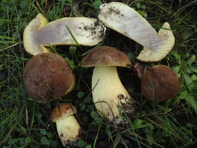 Koźlarek zielonodębowy (Leccinum lepidum)