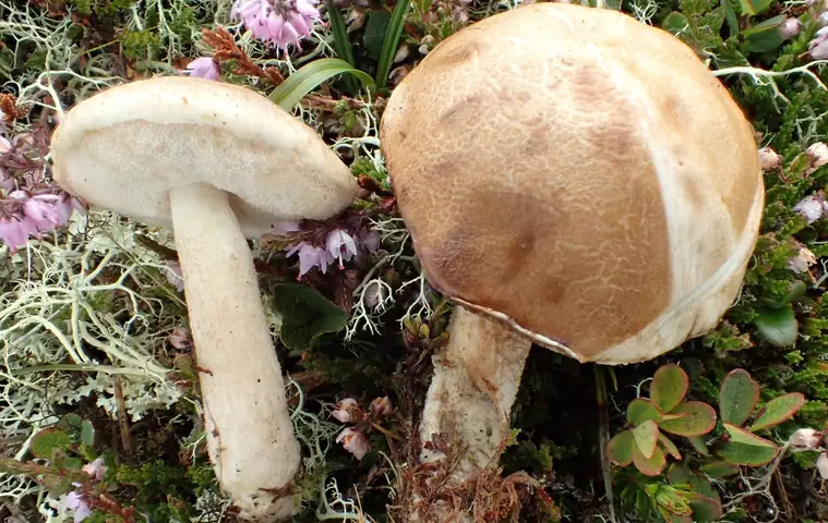 Koźlarz ałtajski (Leccinum rotundifoliae)