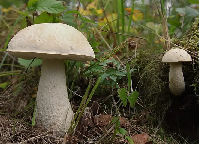 Koźlarz białawy (Leccinum holopus)