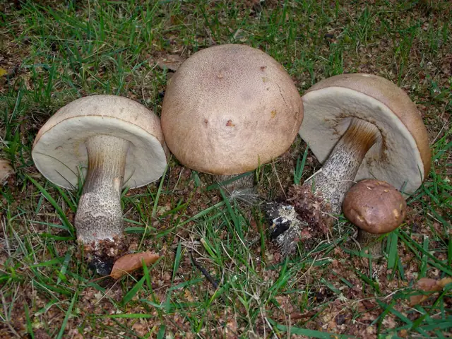 Koźlarz brązowoszary (Leccinum cyaneobasileucum)