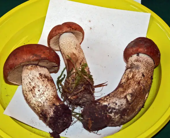 Koźlarz dębowy (Leccinum quercinum)