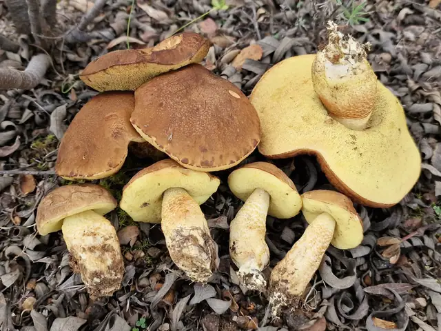 Koźlarz korsykański (Leccinellum corsicum)