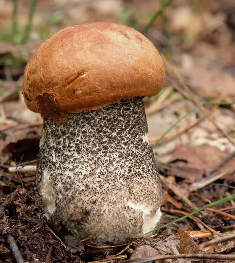 Koźlarz pomarańczowożółty (Leccinum versipelle)