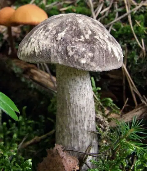 Koźlarz różnobarwny (Leccinum variicolor)