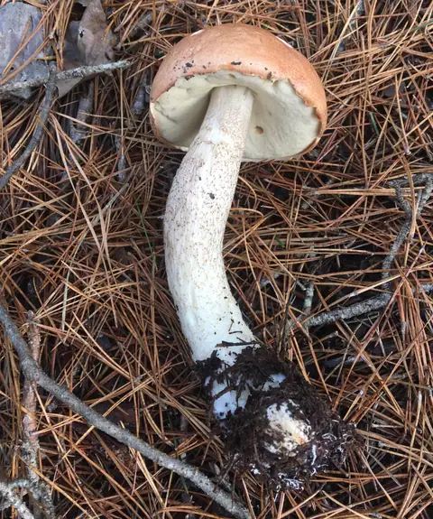 Koźlarz świerkowy (Leccinum piceinum)