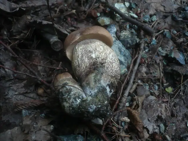 Koźlarz topolowy (Leccinum duriusculum)