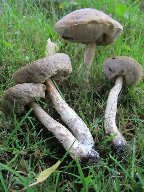 Koźlarz zielonawy (Leccinum schistophilum)