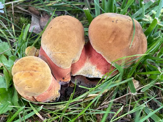 Krasnoborowik żółtoczerwony (Neoboletus xanthopus)