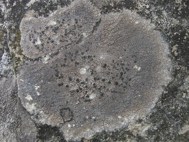 Krążniczka brunatnoczarna (Lecidea fuscoatra)