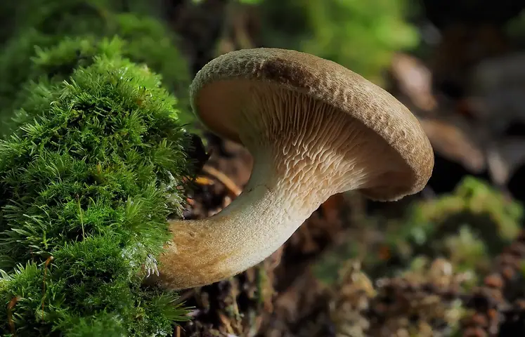 Krowiak podwinięty (Paxillus involutus)