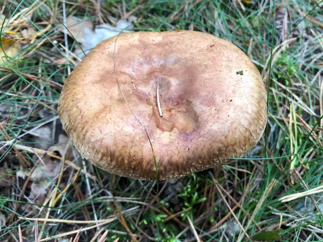 Krowiak podwinięty (Paxillus involutus)