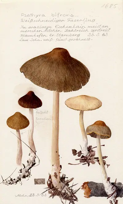 Kruchaweczka białoostrzowa (Psathyrella bifrons)