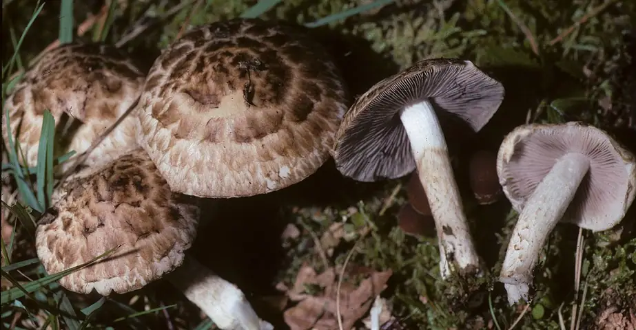 Kruchaweczka brudnobiała (Psathyrella cotonea)