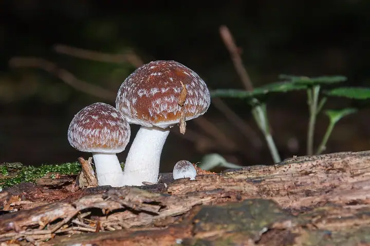 Kruchaweczka czerwonobrązowa (Psathyrella olympiana)