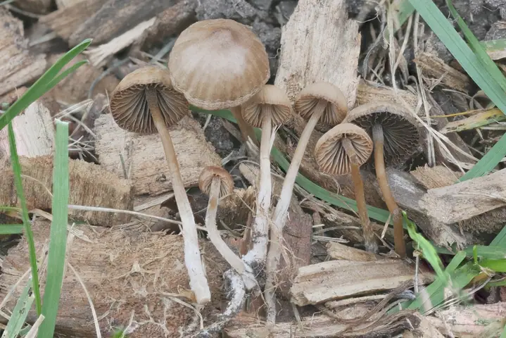 Kruchaweczka długotrzonowa (Psathyrella longicauda)