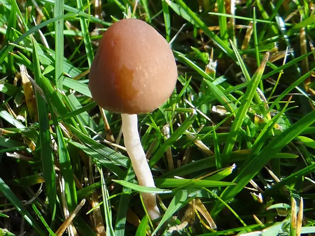 Kruchaweczka drobna (Psathyrella canoceps)