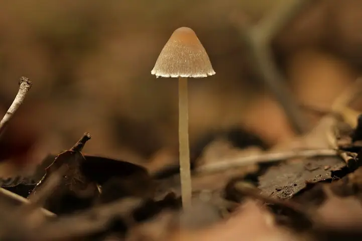 Kruchaweczka dzwonkowata (Psathyrella marcescibilis)