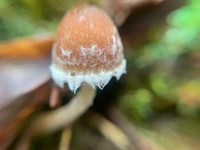 Kruchaweczka fasolowatozarodnikowa (Psathyrella frustulenta)