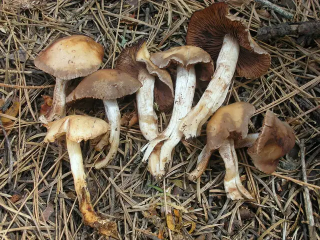 Kruchaweczka gładka (Psathyrella spadicea)