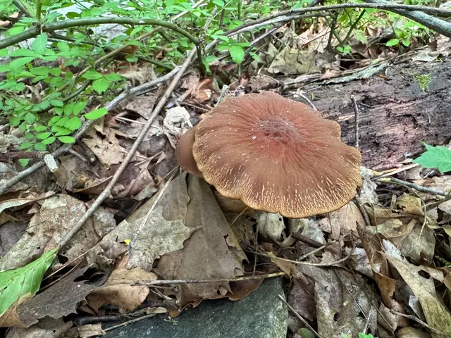 Kruchaweczka jedwabistotrzonowa (Psathyrella gossypina)
