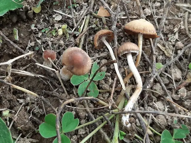 Kruchaweczka kołpaczkowata (Psathyrella panaeoloides)