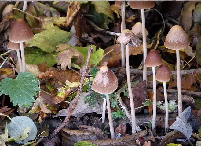 Kruchaweczka krótkokorzeniasta (Psathyrella microrhiza)