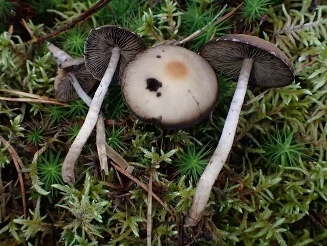Kruchaweczka malutka (Psathyrella senex)
