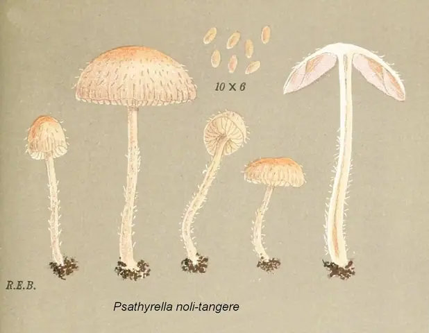 Kruchaweczka najdelikatniejsza (Psathyrella noli-tangere)