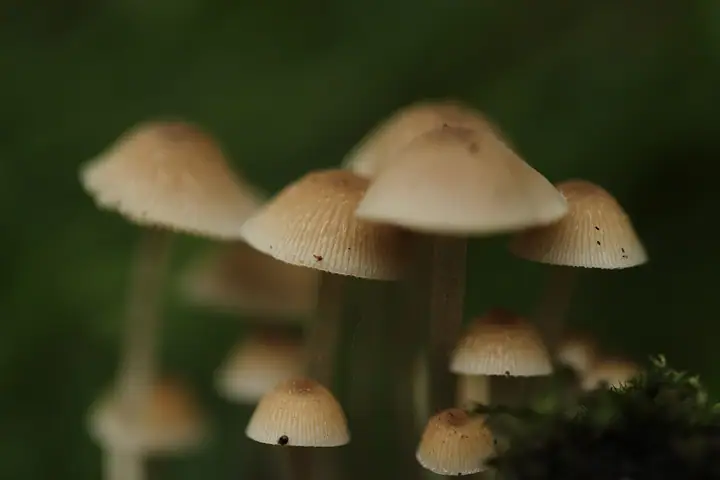 Kruchaweczka najmniejsza (Psathyrella pygmaea)