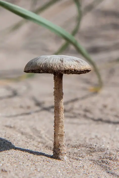 Kruchaweczka piaskowa (Psathyrella ammophila)