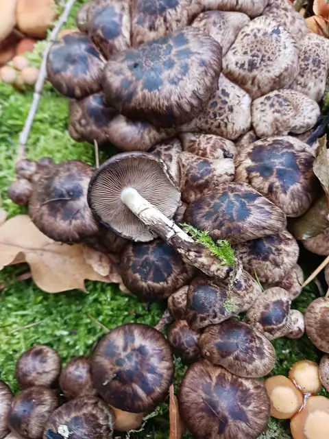 Kruchaweczka plamista (Psathyrella maculata)