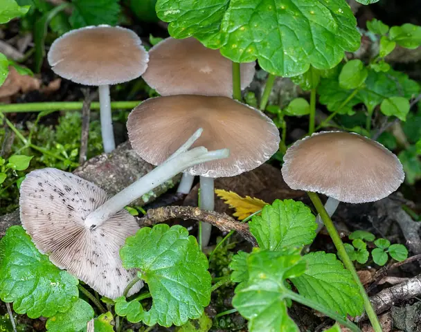 Kruchaweczka popielatoblaszkowa (Psathyrella tephrophylla)