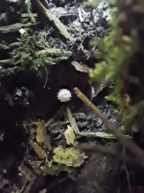 Kruchaweczka różowawa (Psathyrella impexa)