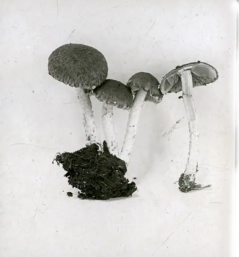 Kruchaweczka topolowa (Cystoagaricus sylvestris)
