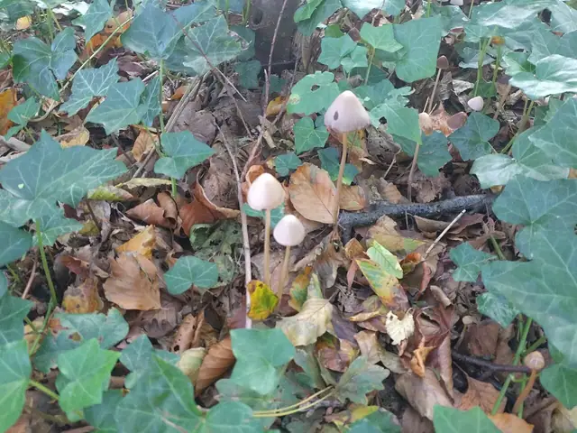Kruchaweczka twardotrzonowa (Parasola conopilus)