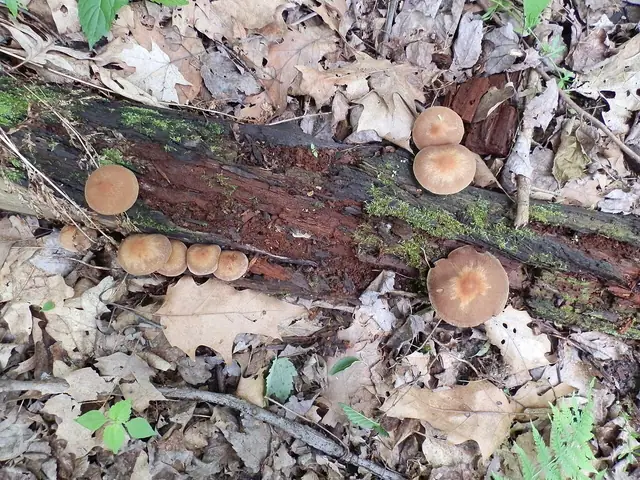 Kruchaweczka wąskoblaszkowa (Psathyrella spadiceogrisea)