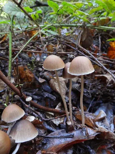 Kruchaweczka wysmukła (Psathyrella corrugis)