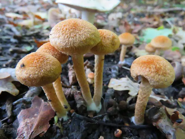 Kruchawica pomarańczowa (Lacrymaria pyrotricha)