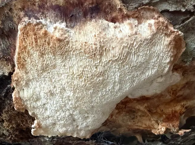 Kruchomięsak ciemniejący (Parmastomyces mollissimus)