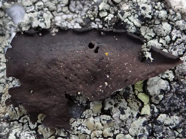 Kruszownica wielolistkowa (Umbilicaria polyphylla)
