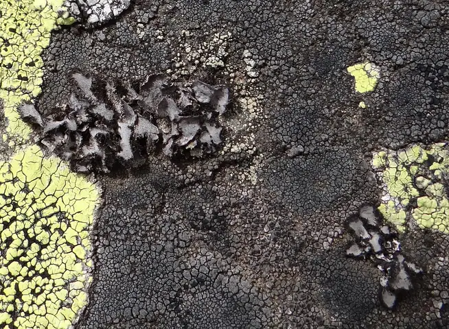 Kruszownica zwyczajna (Umbilicaria cylindrica)