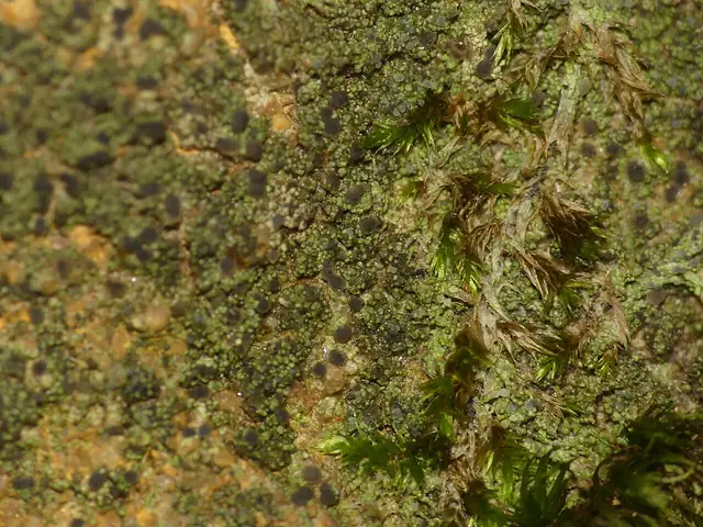 Krużynka ołowiana (Micarea peliocarpa)