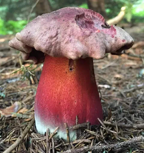 Krwistoborowik świerkowo jodłowy (Suillellus rubrosanguineus)