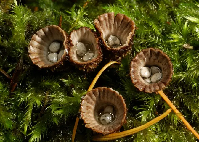 Kubek prążkowany (Cyathus striatus)