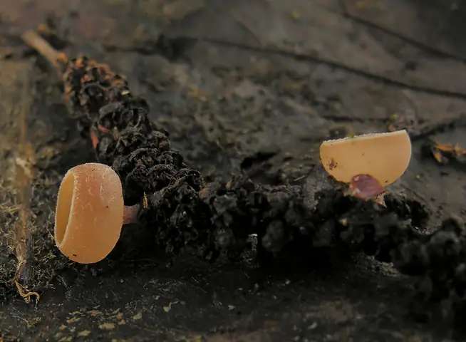 Kubianka kotkowa (Ciboria amentacea)