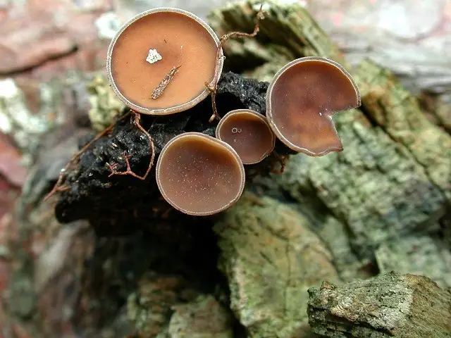 Kubianka talerzykowata (Ciboria batschiana)