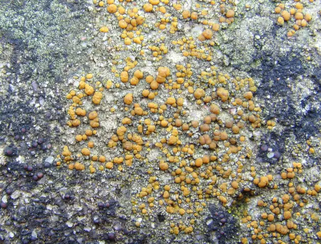 Kulistka skalna (Protoblastenia rupestris)